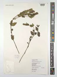 Image result for Pogonospermum attenuifolium