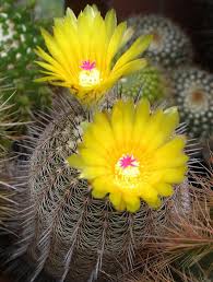 Christmas cacti are available in a wide array of colors including magenta, yellow, purple, white, pink, and orange. 4033 0568 2013 06 0 Cactus Flower Blooming Cactus Cactus Plants
