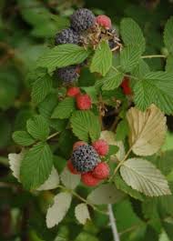 Image result for Rubus pinnatus