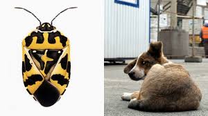 Since the contamination was far reaching, the damage was not spread out evenly so some areas were affected more than others and many people suffered because of it. The Plants And Animals Of The Chernobyl Exclusion Zone