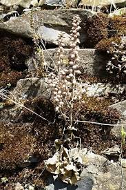 Image result for Umbilicus botryoides