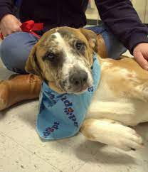 Not only will you be supplying a dog a loving home, but you'll also be providing a room at an animal shelter for another. Operation Paws For Homes All Breed Dog Rescue Based In Virgina Maryland Washington Dc And South Central Pa Pet Adoption Event Pet Adoption Pets