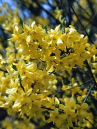How To Grow Forsythia From Plant Cuttings Forsythia Bush Plant Cuttings Plants