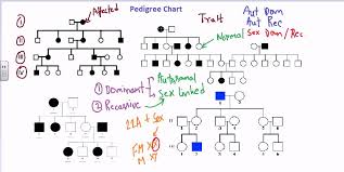 Pedigree Chart