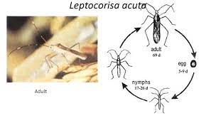 Metamorfosis sempurna dan tidak sempurna. 10 Contoh Hewan Yang Mengalami Metamorfosis Tidak Sempurna Materi Kimia