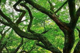 苔を纏う大きな幹の木」の画像・写真素材を無料ダウンロード（1）背景フリー素材 BEIZ images