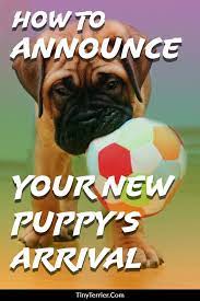 15 Adorable Puppy Announcement Ideas How To Announce A New Puppy Arrival Puppy Announcement Puppy Quotes New Puppy