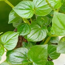 Lebih dari itu, daun sirih memiliki manfaat lainnya untuk kesehatan. Harga Sirih Cina Ketumpang Air Terbaru Mei 2021 Biggo Indonesia