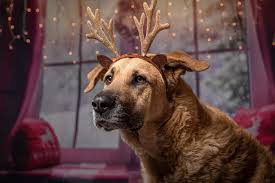 We even have funny, tough, big and small pet names. 130 Festive Christmas Dog Names Doggowner
