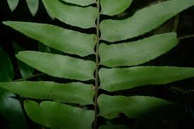 Image result for Arthropteris anniana