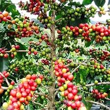 Image result for Coffea