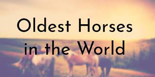 8 Oldest Horses In The World Oldest Org