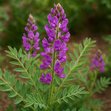 Image result for Hedysarum