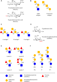 Like kids of every generation, young people these days have many slang terms that adults are. Emergence And Significance Of Carbohydrate Specific Antibodies Genes Immunity