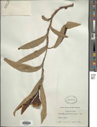 Image result for Pleiotaxis