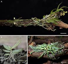 Image result for Taeniophyllum