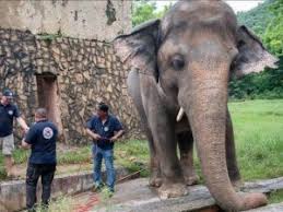 Personas no humanas – Derecho Para Innovar