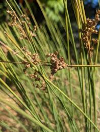 Image result for Juncus punctorius