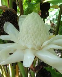 Pin De Plant Group Hawaii Em Gingers Flores Estranhas Flores Incomuns Flores Bonitas