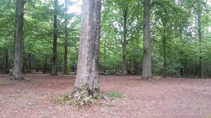 Bekijk, print en download de wandelroute 'de brand (udenhout) en loonse en drunense startpunt: ØªØ¹Ù„ÙŠÙ‚Ø§Øª Ø­ÙˆÙ„ De Brand Udenhout Ù‡ÙˆÙ„Ù†Ø¯Ø§ Tripadvisor