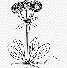 Floral pattern with blank space vector. Floral Design Wildflower Drawing Wild Flower Png Vector Png Image With Transparent Background Toppng