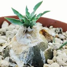 Image result for Drimia calcarata