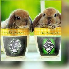 Pin Von Marie Limberg Auf Bmg Vfl Borussia Monchengladbach Vfl Borussia Borussia Monchengladbach