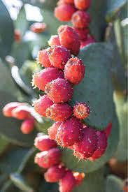 Use your fork to move the discarded skin aside. Nmsu Cactus Concoctions How To Prepare And Use Prickly Pear Cactus Fruit And Pads Prickly Pear Cactus Prickly Pear Opuntia Cactus