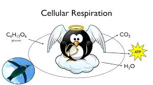 Check spelling or type a new query. Cellular Respiration What Food Is For Youtube