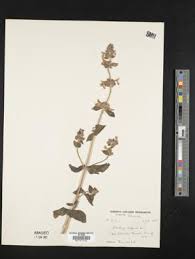 Image result for Stachys aculeolata