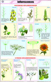 Inflorescences Horticulture Education Biology Plants Plant Science