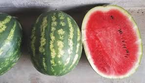 Le nuove varietà di anguria adatte per il mercato - Rivista Orticoltura