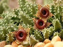 Cacti & succulent care tips: Huernia Zebrina Little Owl Eyes World Of Succulents Succulent Species Succulents Owl Eyes