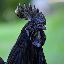 bigblackcock (Melanistic Chicken) | Keybase