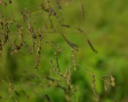Image result for Desmodium tortuosum