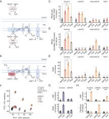 Such apps enable you to import and export multiple audio formats. Distinct Mitochondrial Defects Trigger The Integrated Stress Response Depending On The Metabolic State Of The Cell Elife