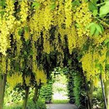 Maybe you would like to learn more about one of these? Golden Chain Tree Laburnum Anagyroides Golden Chain Tree Trees To Plant Plants