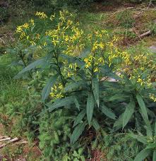Image result for Senecio latifolius