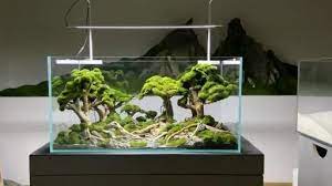 Forest Aquarium Video Fish Aquarium Decorations Aquarium Landscape Tropical Fish Aquarium