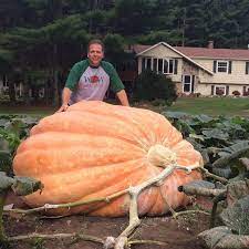 Giant Pumpkin Seeds Wallace S Whoppers Wallace Organic Wonder Giant Pumpkin Seeds Planting Pumpkin Seeds Giant Pumpkin