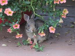 It is difficult to predict what deer and rabbits may find attractive from year to. Expert Garden Advice On Rabbit Resistant Flowers Birds And Blooms