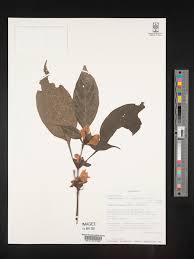 Image result for Acanthopale pubescens