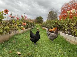 Absolutely beautiful and love to support a local business / farm. excellent customer service and beautiful flowers! Muddy Acres Flower Farm At Muddy Acres The Off Season Is The Most Important Season It Is When I Have The Most Valuable Resource Which Is Time I Listen To Inspiring