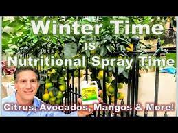 Lilly miller citrus & avocado food. Citrus Avocado Mango Winter Time Nutritional Spray Repel Starving Rodents From Girdling Trees Youtube