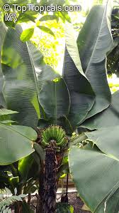 Image result for Musa acuminata