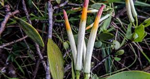 Image result for Agelanthus natalitius