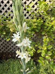 Image result for Polianthes tuberosa