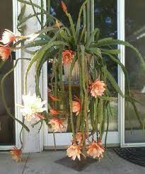 20 Cacti And Succulents That Hang Or Trail With Pictures Flowersandflowerthings Hanging Plants Orchid Cactus Plants