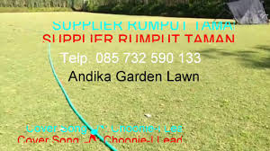 Dari sekian banyaknya jenis rumput hias yang tersedia di pasaran, ada satu jenis rumput yang banyak digemari dan populer di kalangan masyarakat, yaitu rumput sintetis. Harga Rumput Jepang Bali 0857 3259 0133 Andika Garden Youtube