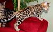 Bengal Cat Breeders Near Me - Cat Kingpin